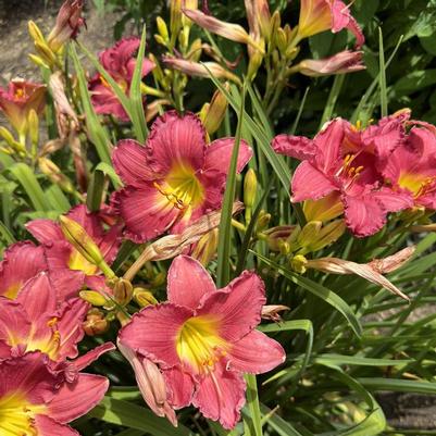 Hemerocallis Happy Ever Appster&trade; Romantic Returns