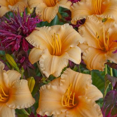 Hemerocallis Apricot Sparkles