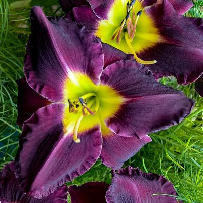 Hemerocallis Bela Lugosi