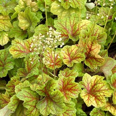 Heuchera Front & Center&trade; Electra
