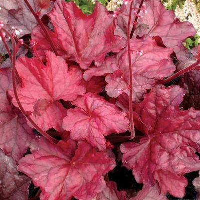 Heuchera Front & Center&trade; Fire Chief