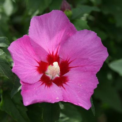 HIbiscus syriacus Lil' Kim&reg; Violet