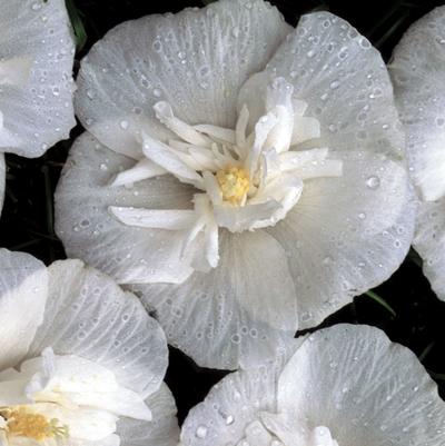 Hibiscus syriacus White Chiffon&reg;