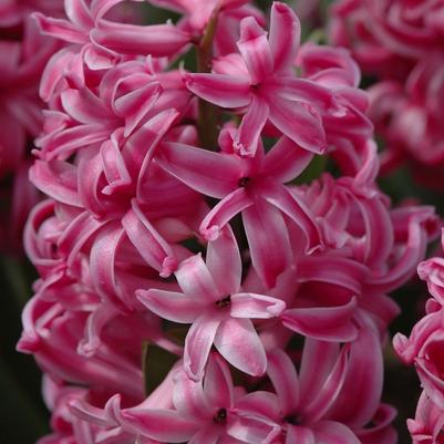Hyacinthus orientalis Pink Pearl