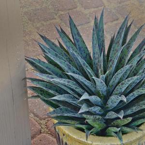 Hydrangea paniculata Phantom