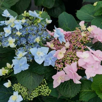 Hydrangea serrata Tuff Stuff Ah-Ha&reg;