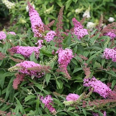 Buddleia Pugster Pink&reg;