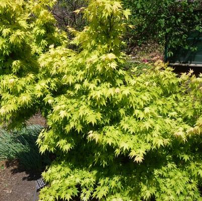 Acer palmatum Orange Dream