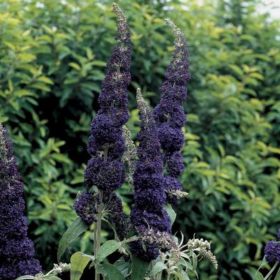 Buddleia davidii English Butterfly&trade; Adonis Blue&trade;