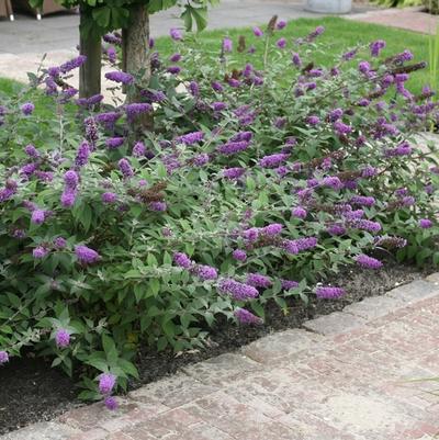 Buddleia Lo & Behold&reg; Blue Chip