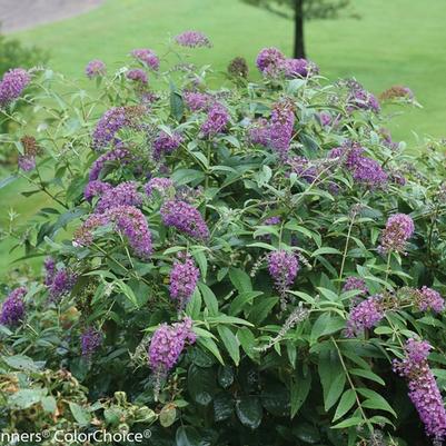 Buddleia Lo & Behold&reg; Purple Haze