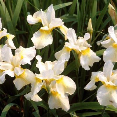 Iris sibirica Butter and Sugar