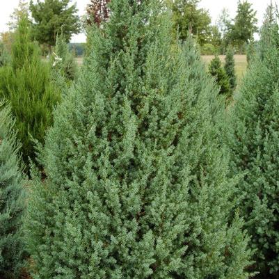 Juniperus Star Power&reg;
