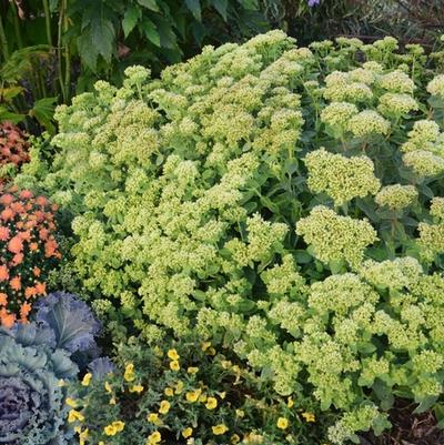 Sedum Rock 'N Grow&reg; Lemonjade