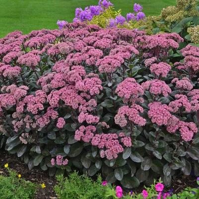 Sedum Rock 'N Grow&reg; Maestro
