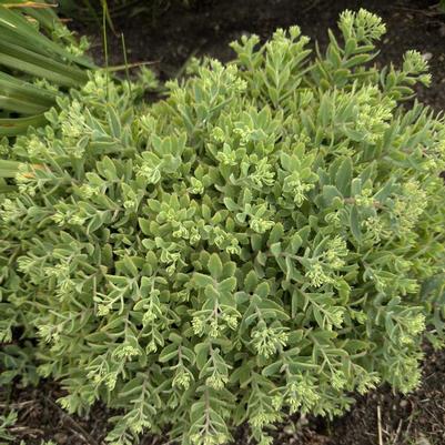 Sedum Rock 'N Grow&reg; Pure Joy