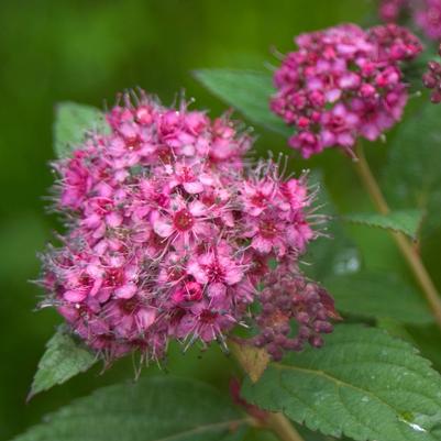 Spiraea japonica Double Play&reg; Artisan&reg;