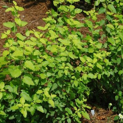 Caryopteris incana Sunshine Blue&reg;