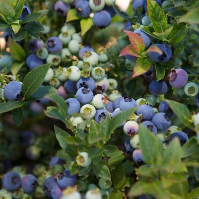 Vaccinium Bushel and Berry&reg; Jelly Bean&reg;