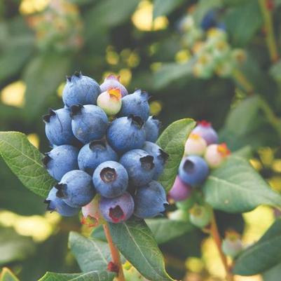 Vaccinium Bushel and Berry&reg; Perpetua&reg;