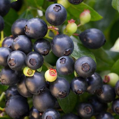 Vaccinium Bushel and Berry&reg; BerryBux&trade;