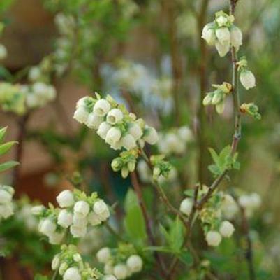 Vaccinium Chippewa