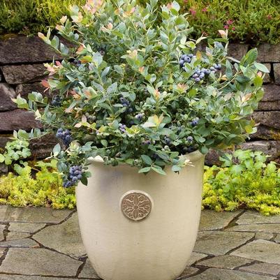 Vaccinium Bushel and Berry&reg; Pink Icing&reg;