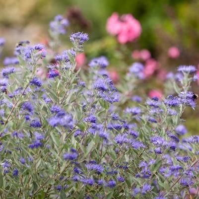 Caryopteris x clandonensis Sapphire Surf&trade;