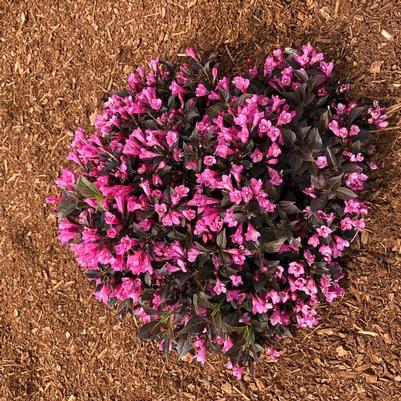Weigela Date Night&trade; Stunner&trade;