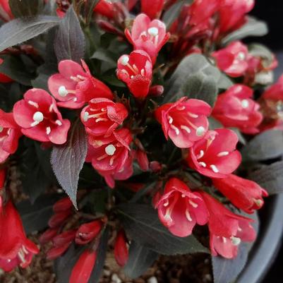 Weigela Date Night&trade; Electric Love&reg;