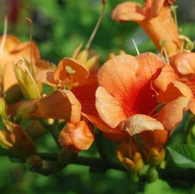 Campsis x tagliabuana Indian Summer&reg;