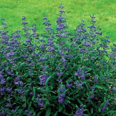 Caryopteris x clandonensis Petit Bleu&trade;