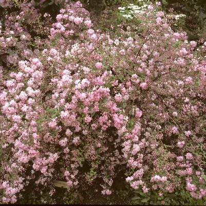 Deutzia scabra Pink Minor