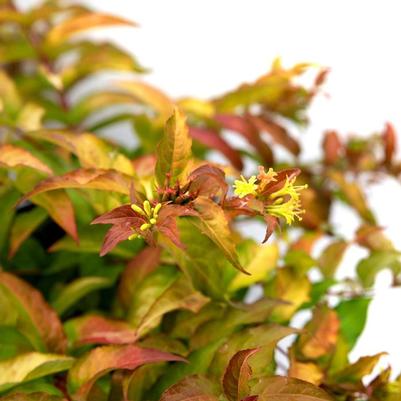Diervilla splendens Firefly&trade;