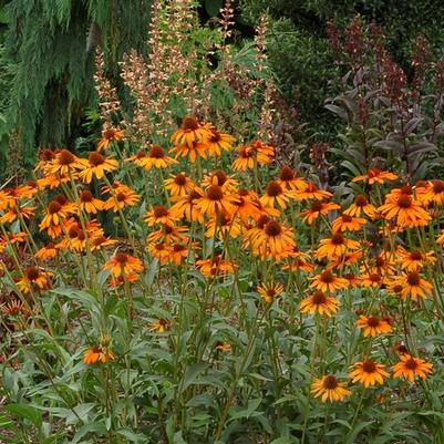 Echinacea Prairie Pillars&trade; Tiki Torch