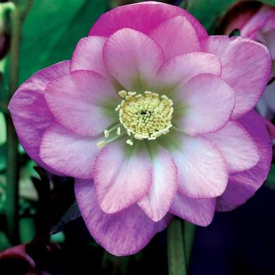Helleborus North Star&trade; Pink