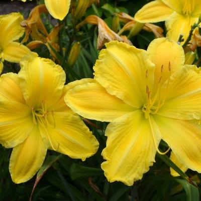 Hemerocallis Golden Morning
