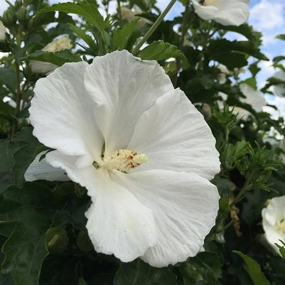 Hibiscus syriacus White Angel&trade;