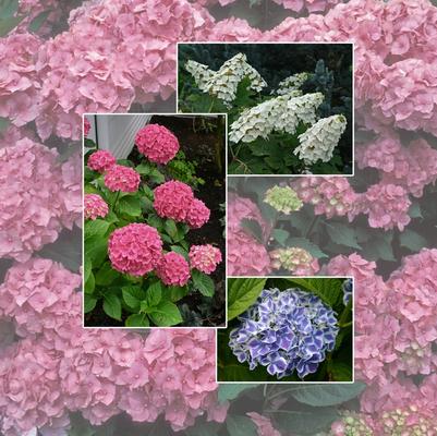 Hydrangea 