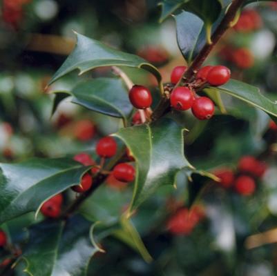 Ilex x aquipernyi Dragon Lady&reg;