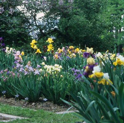 Iris 