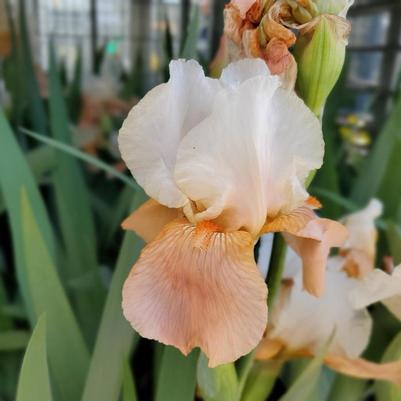 Iris germanica Invitation