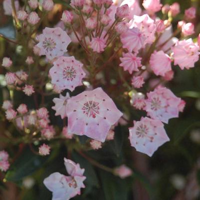 Kalmia Tinkerbelle
