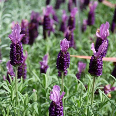 Lavandula stoechas Anouk Lavender