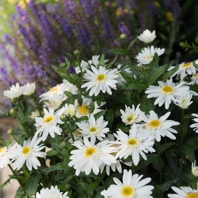 Leucanthemum maximum Sweet Daisy&trade; Birdy