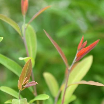 Lindera angustifolia 