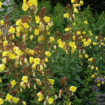 Oenothera biennis 