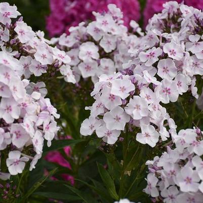 Phlox paniculata Garden Girls&trade; Party Girl