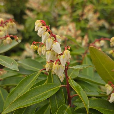 Pieris japonica Brouwer's Beauty
