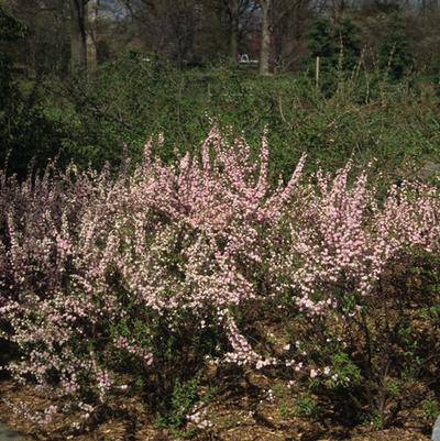 Prunus glandulosa Rosea Plena